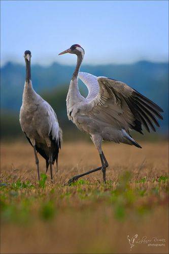 Грациозность