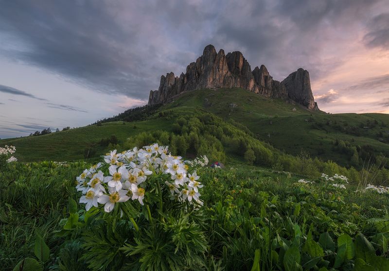 западный кавказ, природный парк большой тхач Когда в горах цветут цветы фото превью