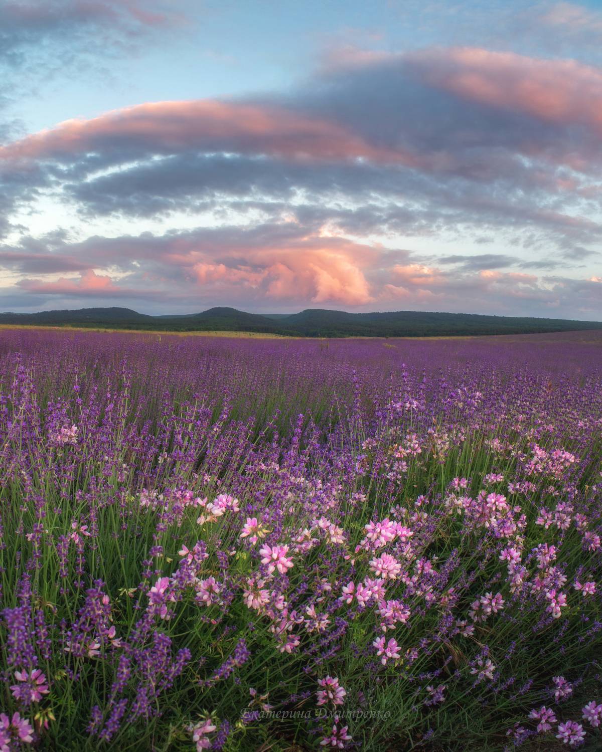 крым, лаванда, лето, пейзаж, бахчисарай, цветы, закат, лавандовое поле, crimea, landscape, sunset, Дмитренко Екатерина