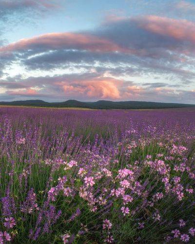 Цветущий Крым