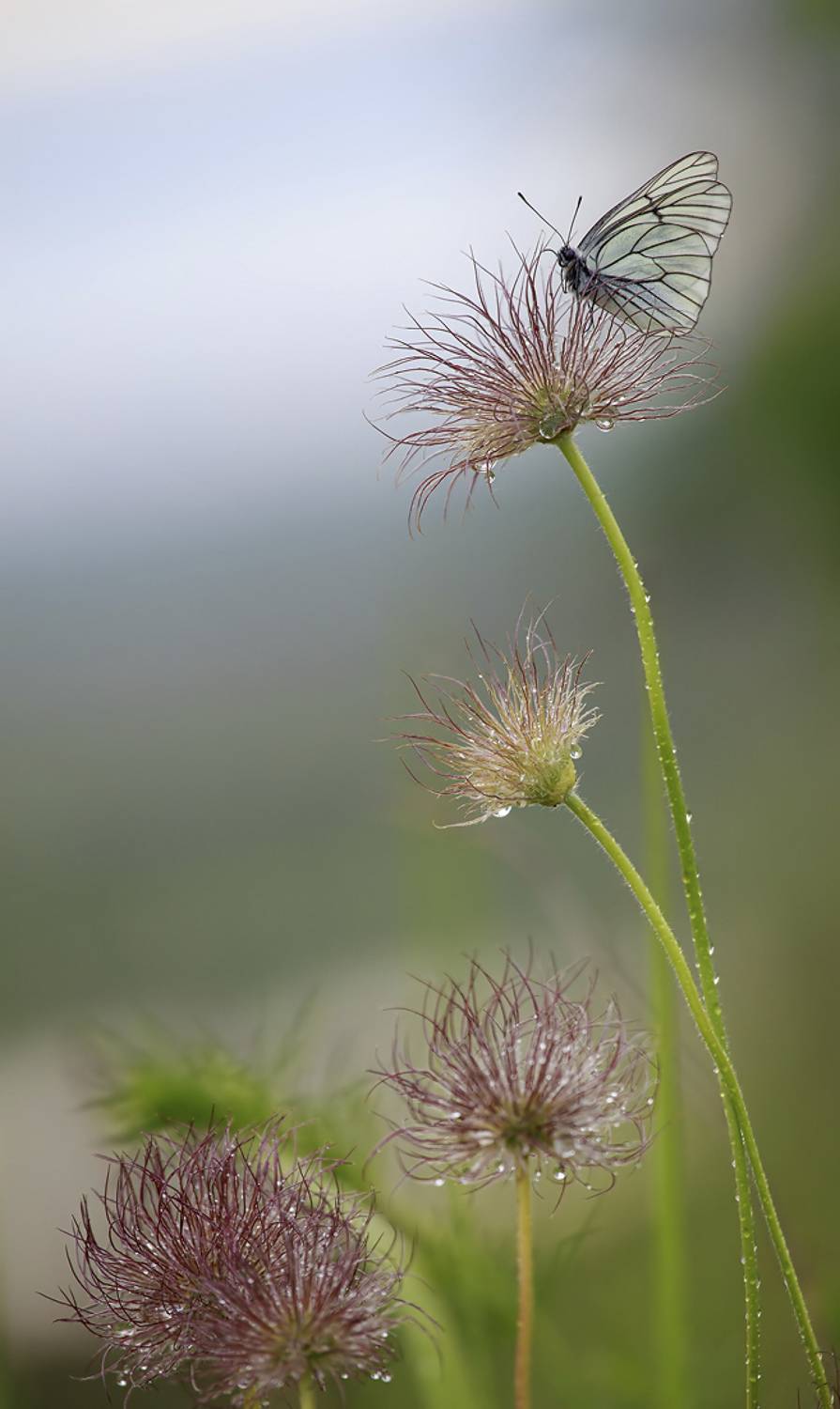 , Хахлов Алексей