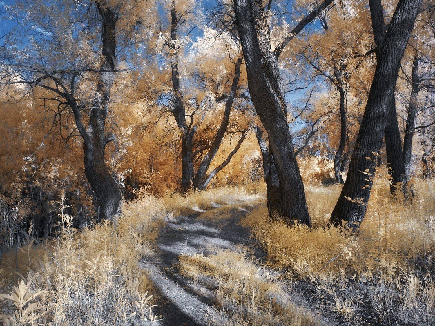 ,  Гобова Наталья