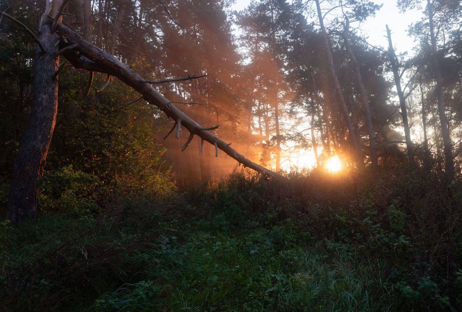 рассвет, лес, лучи,солнце,, Сергей Шабуневич