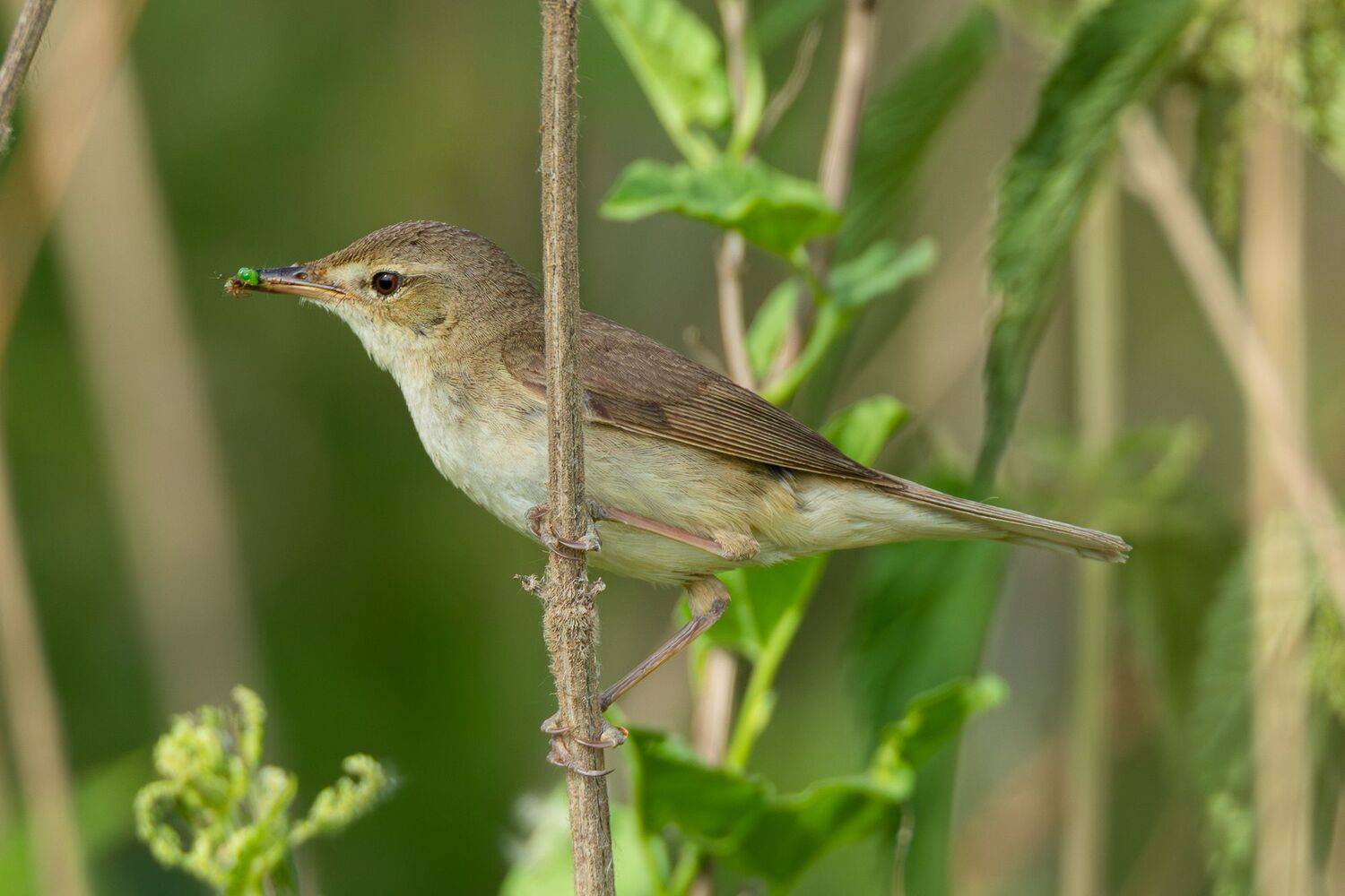 , Гильманов Артур