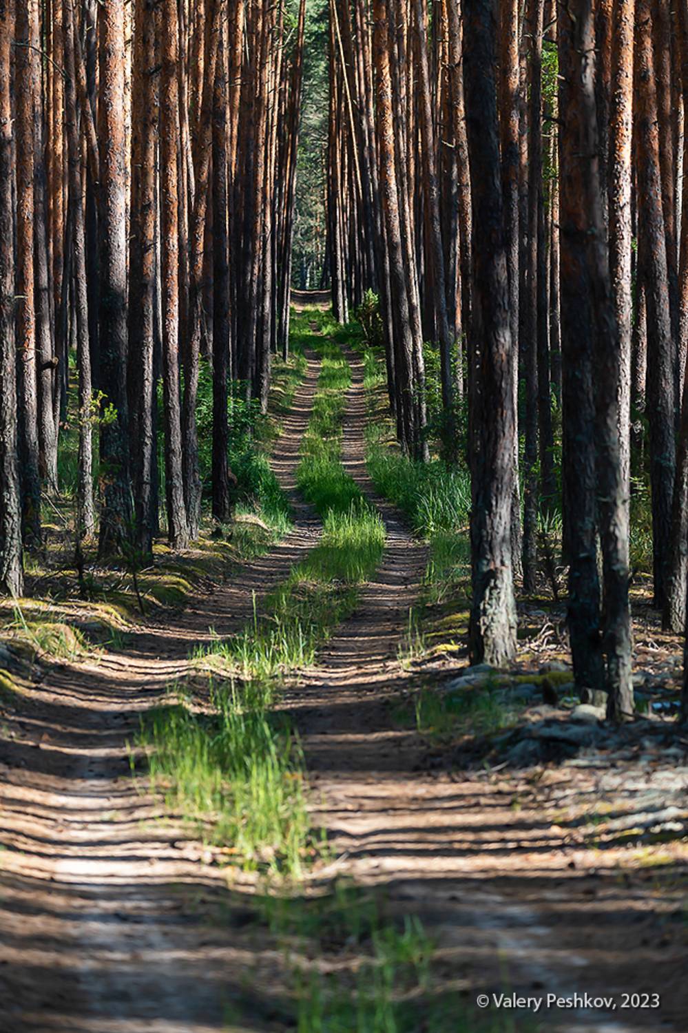 штрих-код, лето, сосновый бор, вечер, телеобъектив, сигма 100-400, мещёра, рязанская область, Пешков Валерий