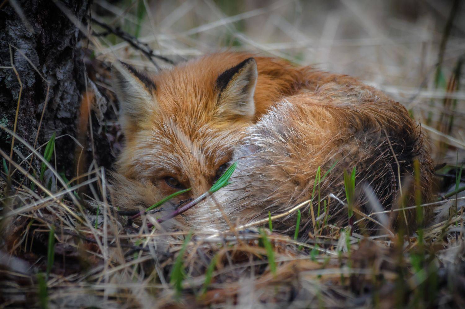 , Алексей Ознобихин