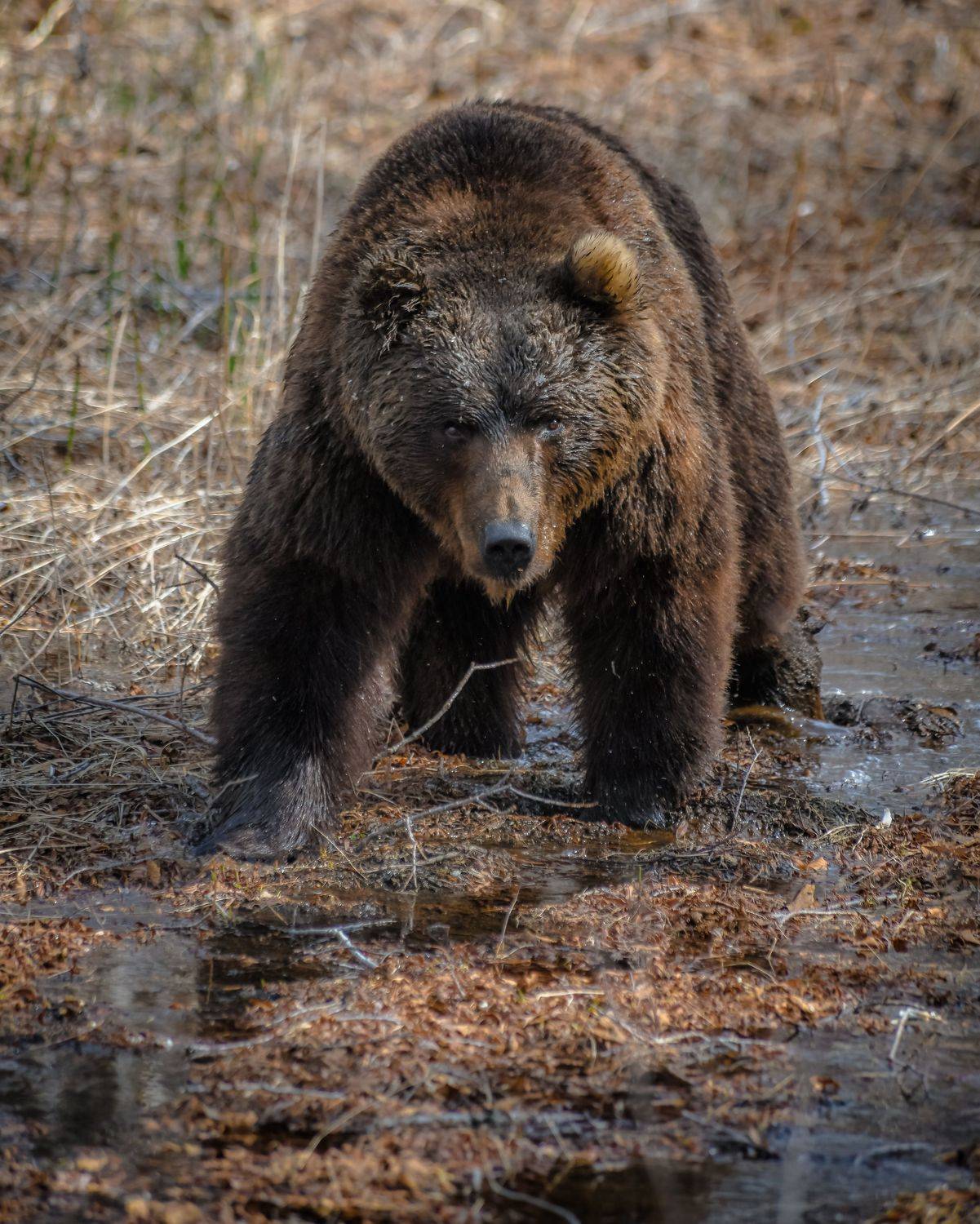 , Алексей Ознобихин