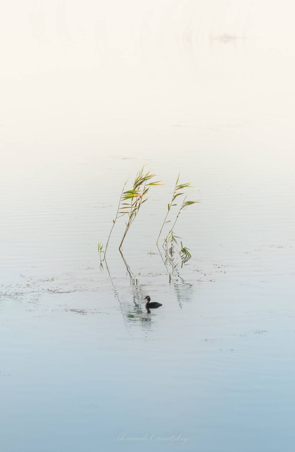 , Орнатский Александр