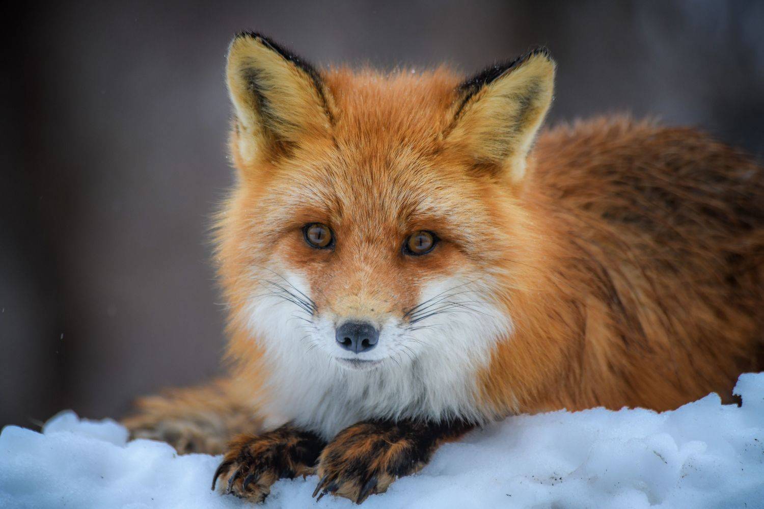 , Алексей Ознобихин