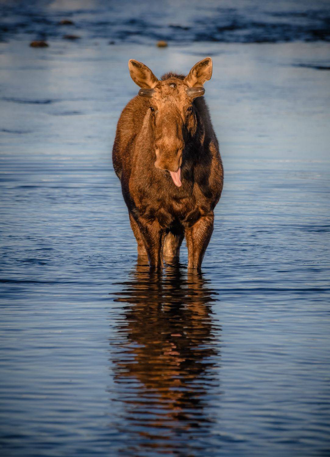 , Алексей Ознобихин