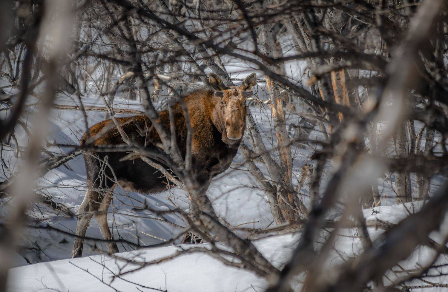 , Алексей Ознобихин