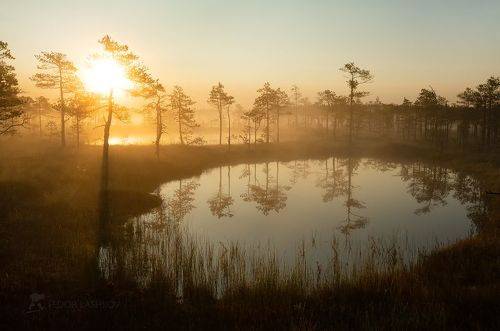 Болотные окна на рассвете
