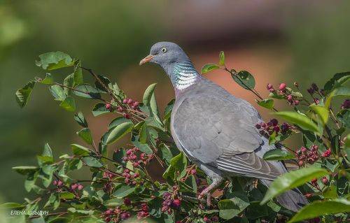 Common wood pigeon
