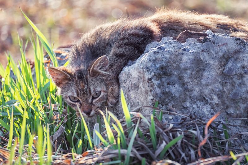 кот, охотник за мышами, поле, Настоящий охотник. фото превью