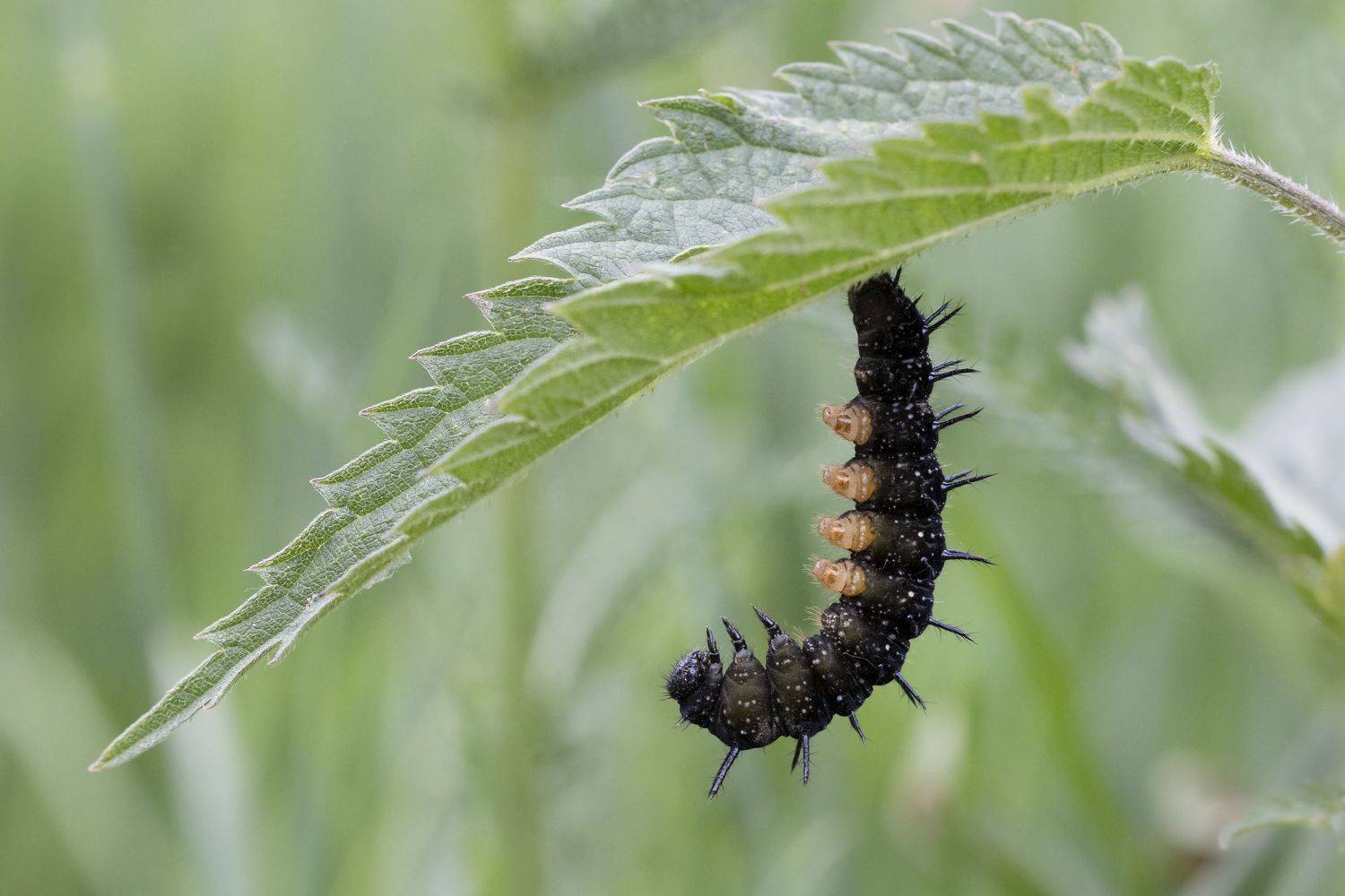 , Щепанов Дмитрий