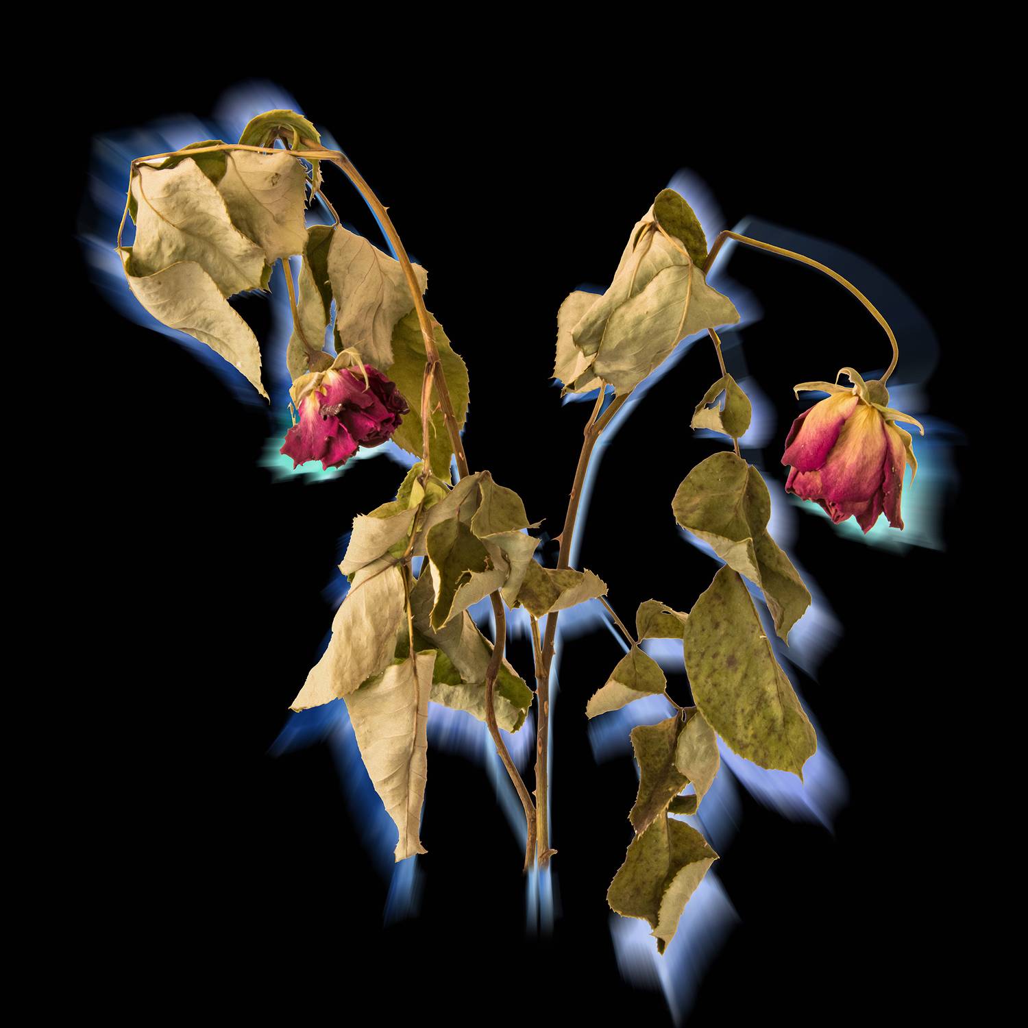 black, blue, color, colors, color image, dry, dry plant, green, leaf, leaves, photograph, photography, plant, red, rose, roses, still life,, Dr Didi Baev