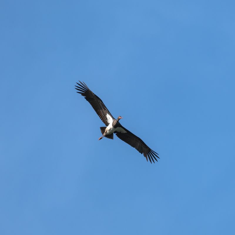 Черный аист…  Black stork… фото превью