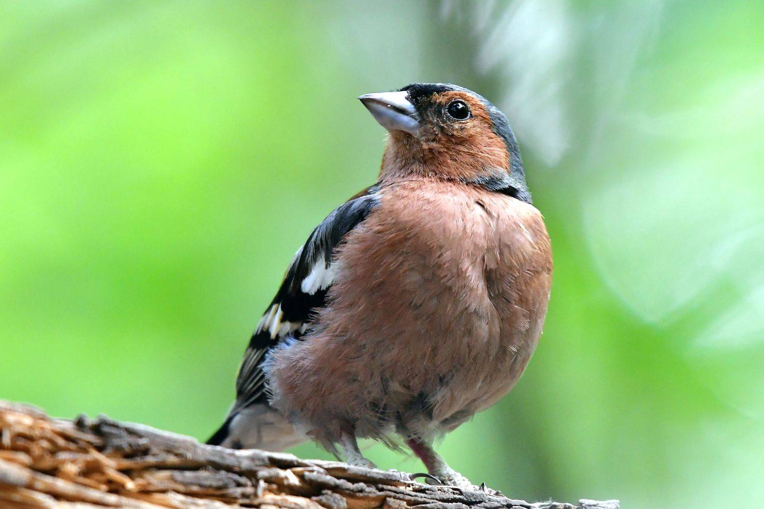 , Корнейчук Игорь