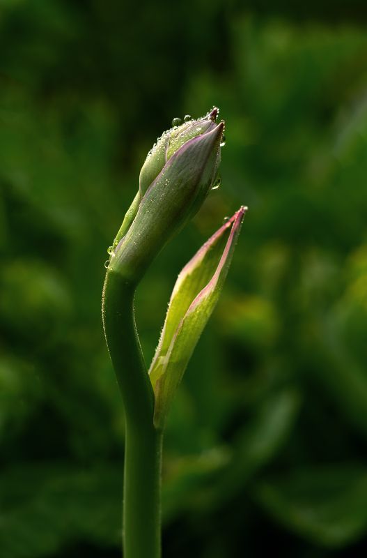 Молитва фото превью