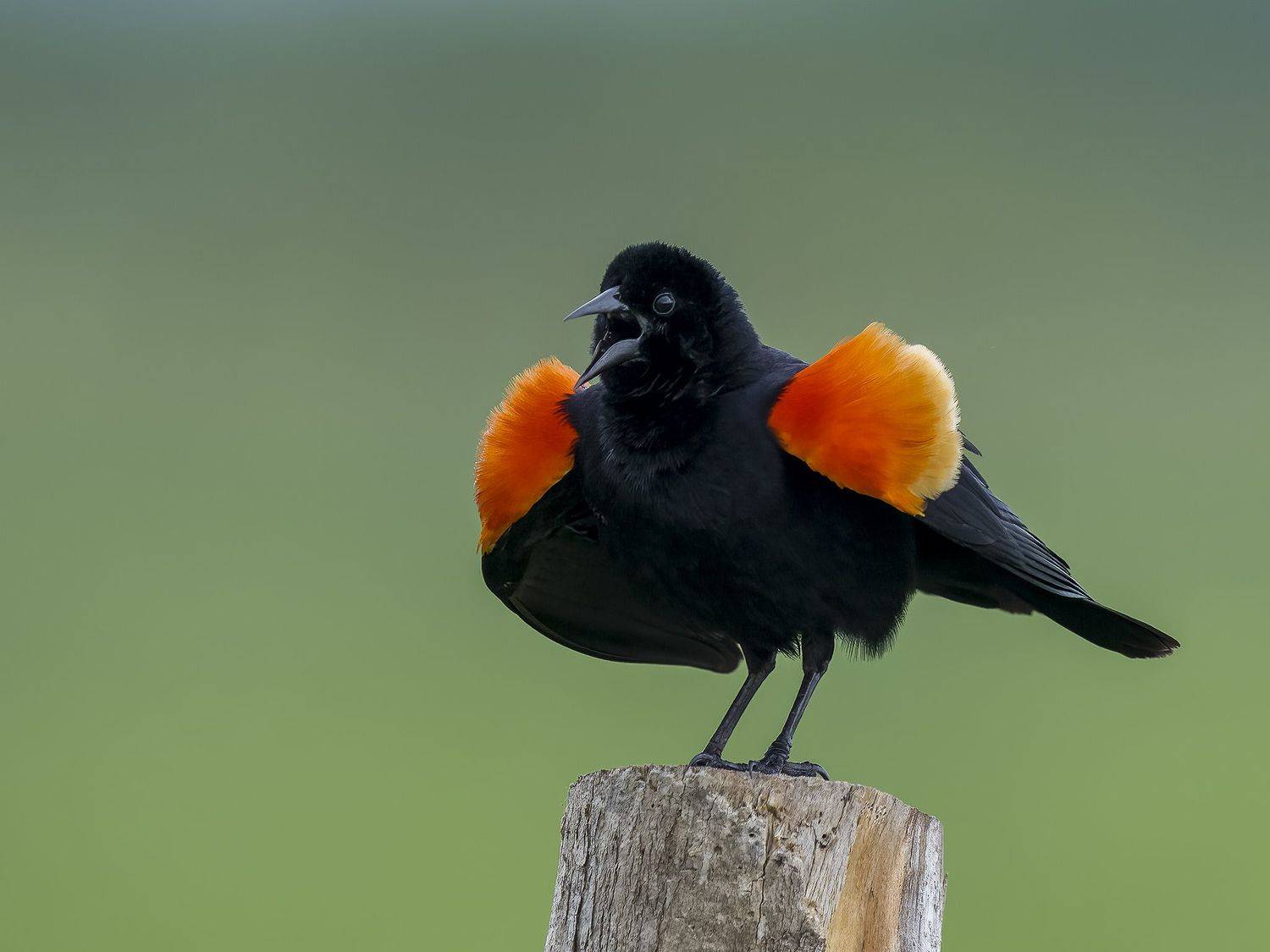 , Burgalin Sequeira Fernando