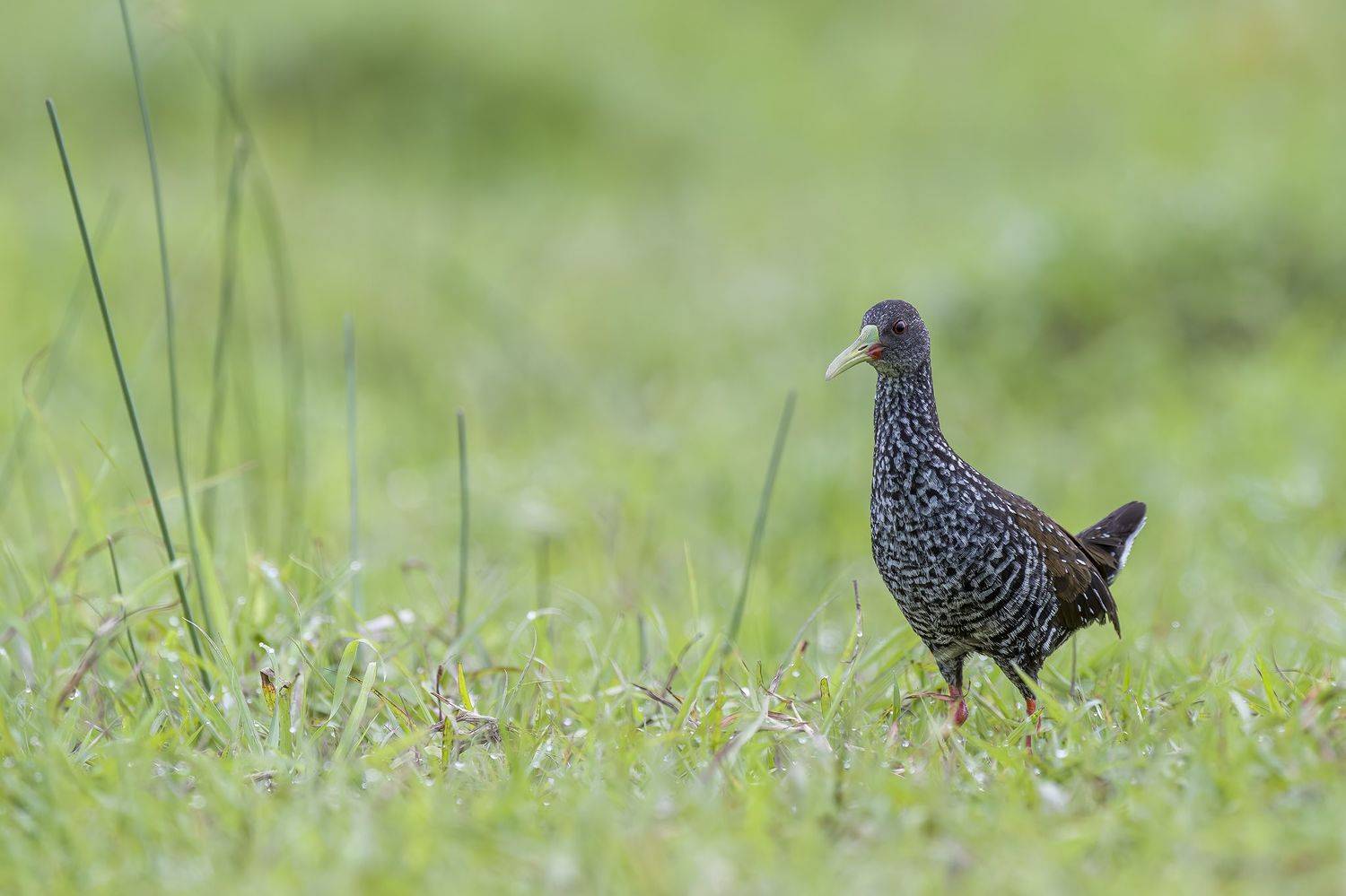 , Burgalin Sequeira Fernando