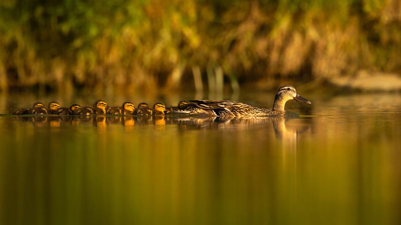 Family фото превью