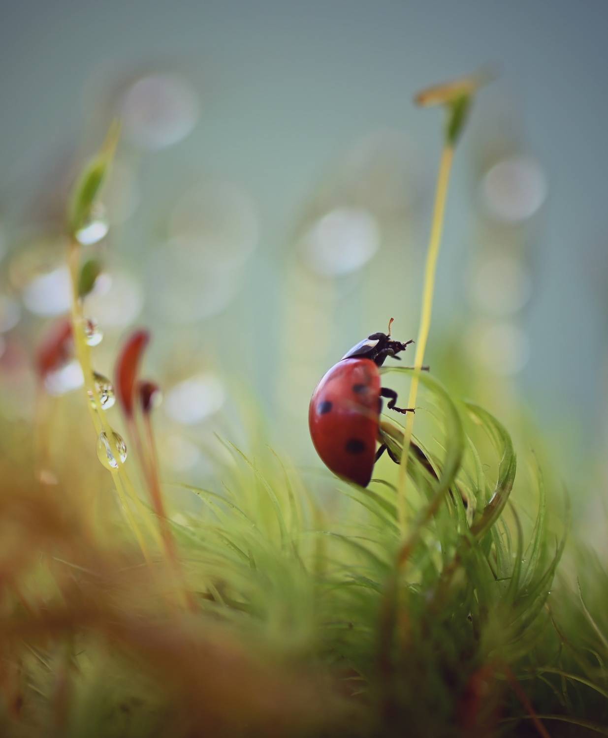 , Герчев Николай