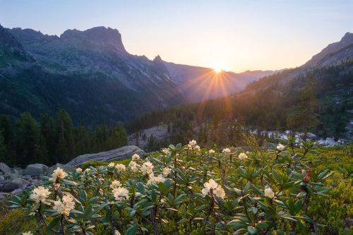 время рододендронов