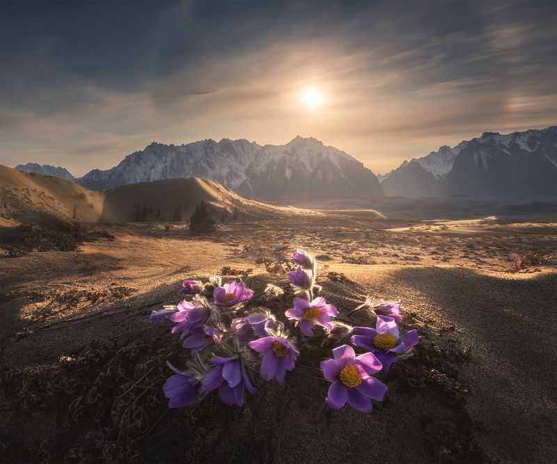 Забайкальские подснежники