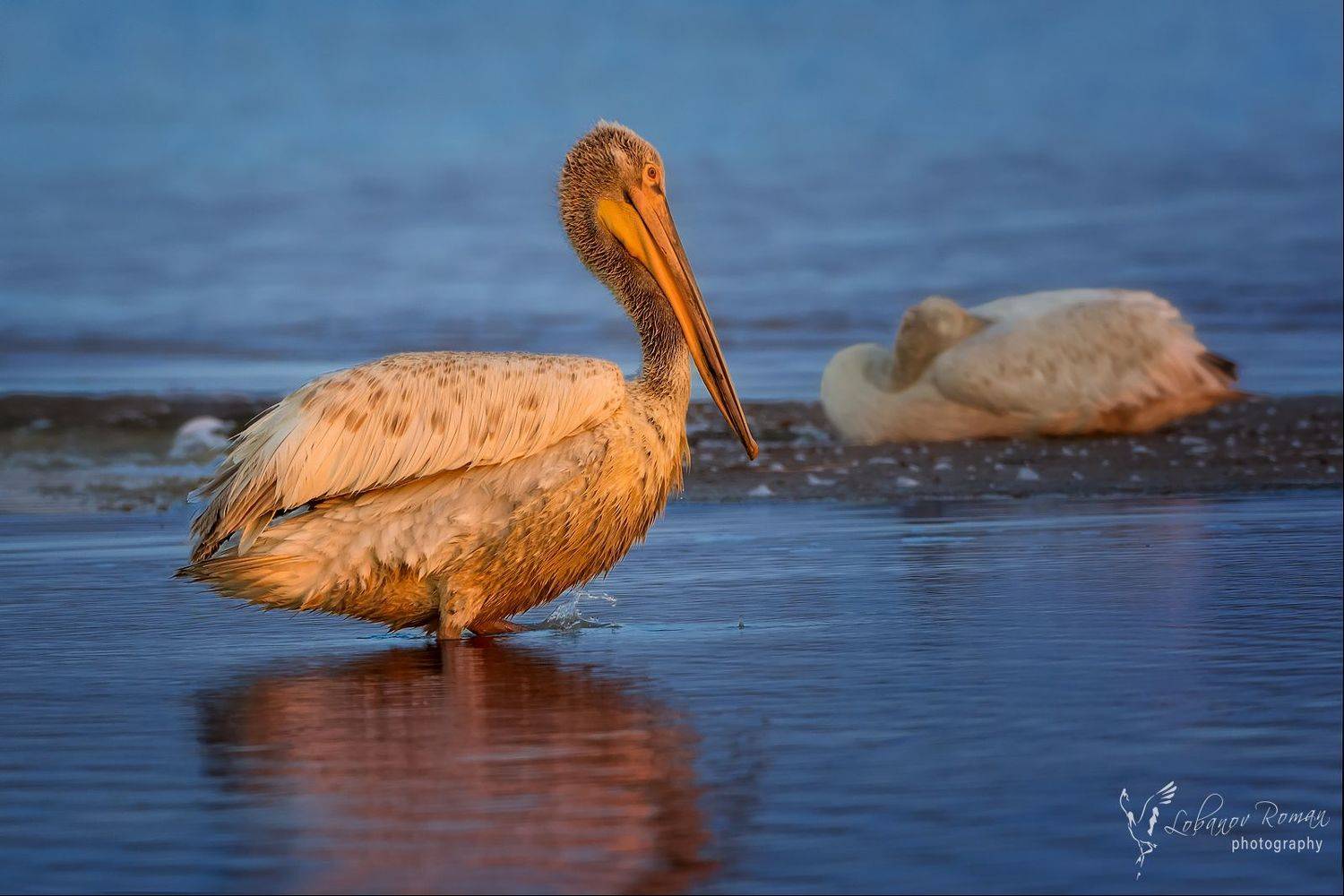 , Роман Лобанов