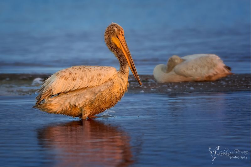 Спят веселые, а грустные еще нет! фото превью