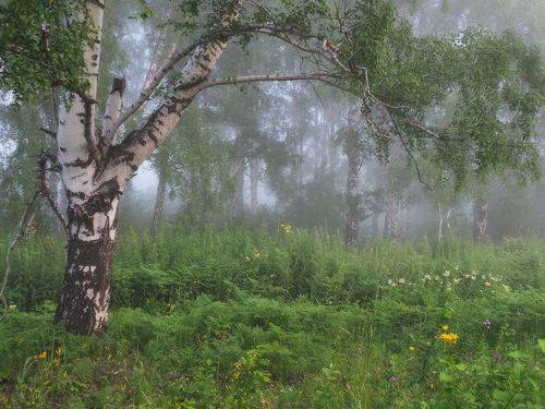 Туманное утро умыто росой