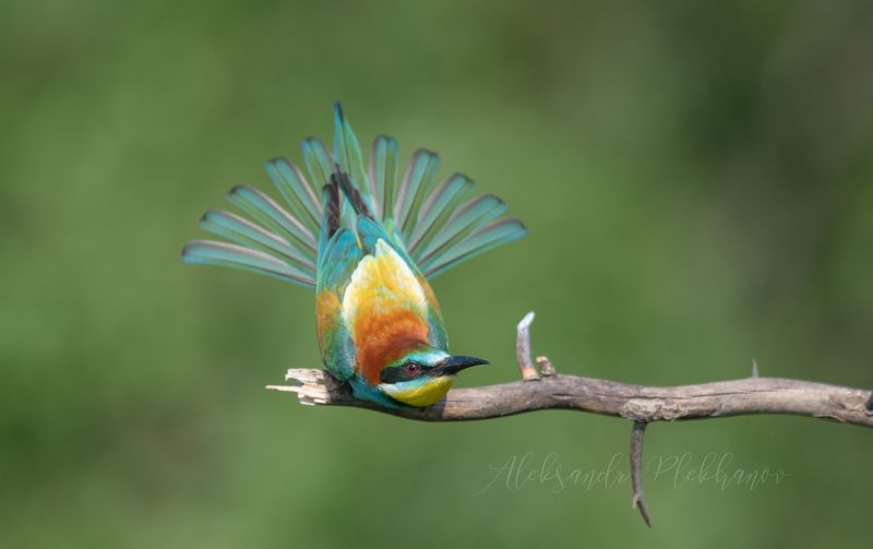 Павлин фото превью