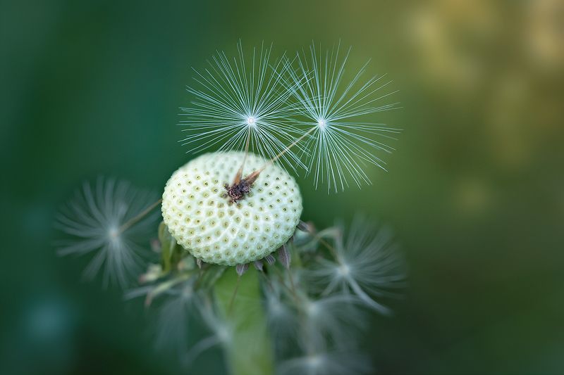 макро, одуванчик, макрофотография, dandelion, macro Хрупкость фото превью