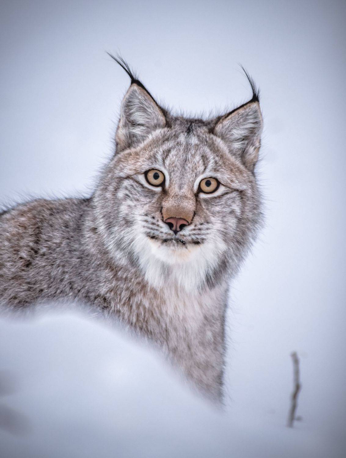 , Алексей Ознобихин