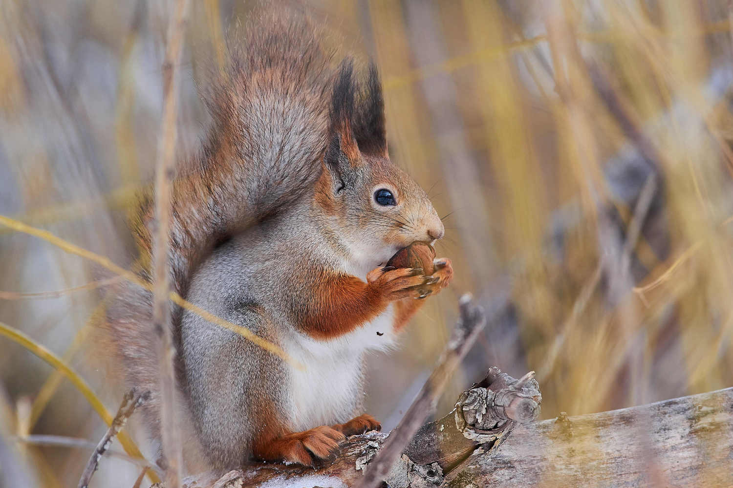 Sciurus vulgaris, volgograd, russia, wildlife,, Сторчилов Павел