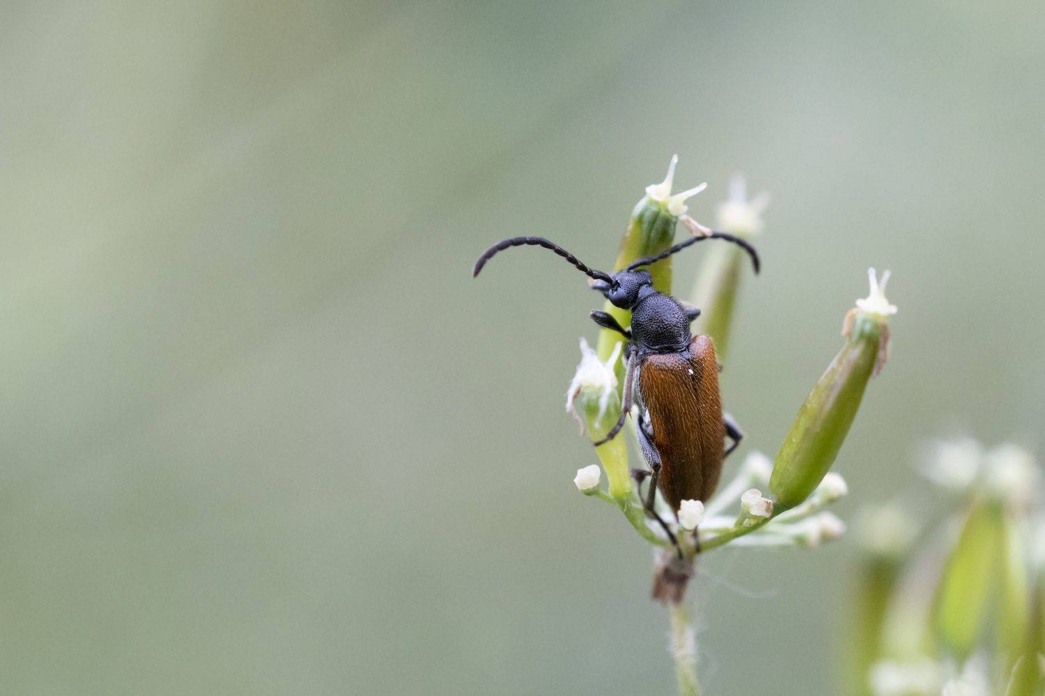 , Щепанов Дмитрий