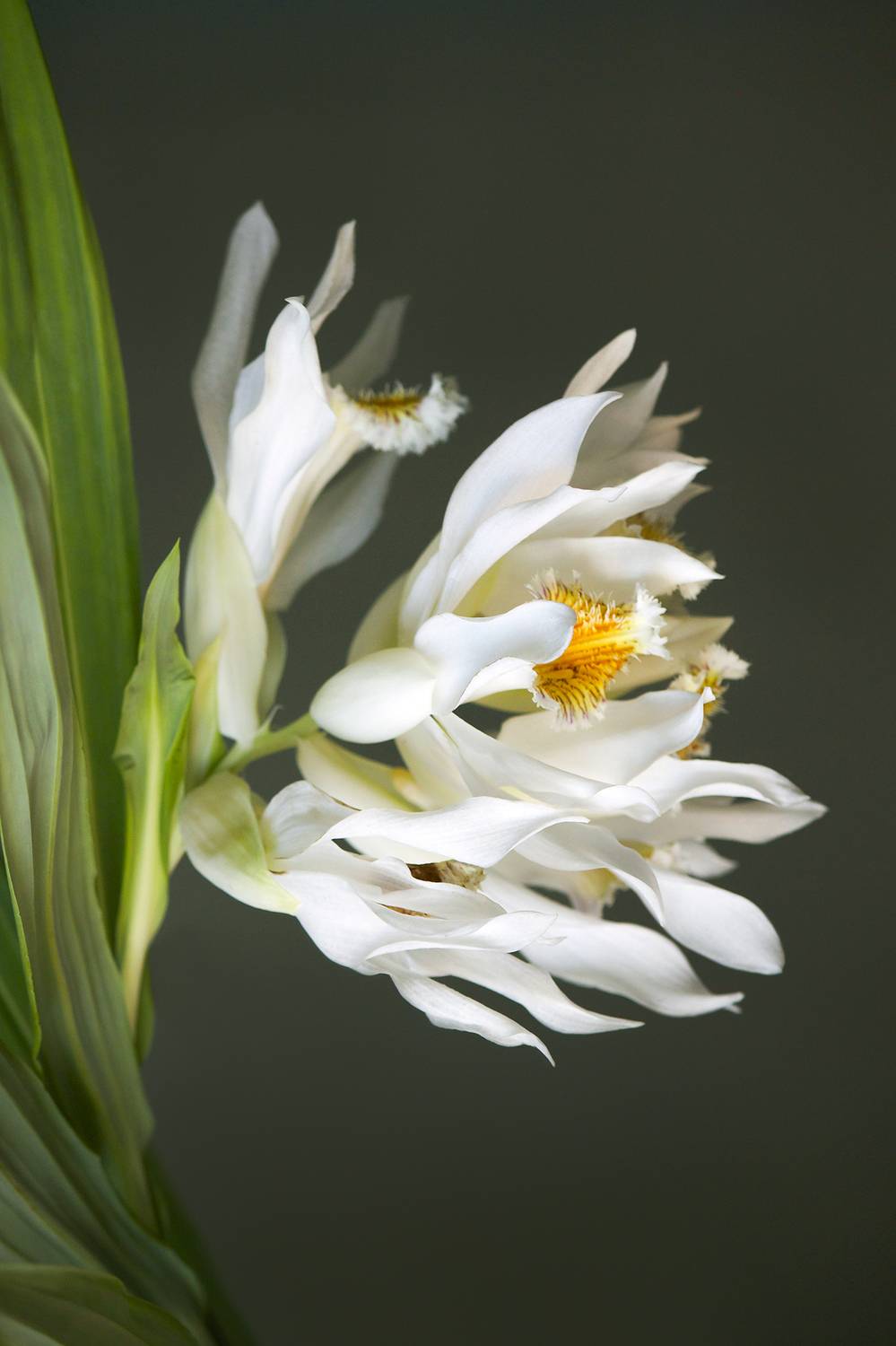 миламиронова, макро, цветы, красота, порыв, Миронова Мила