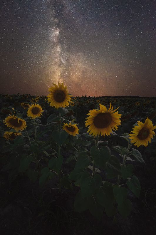 В летнюю ночь фото превью