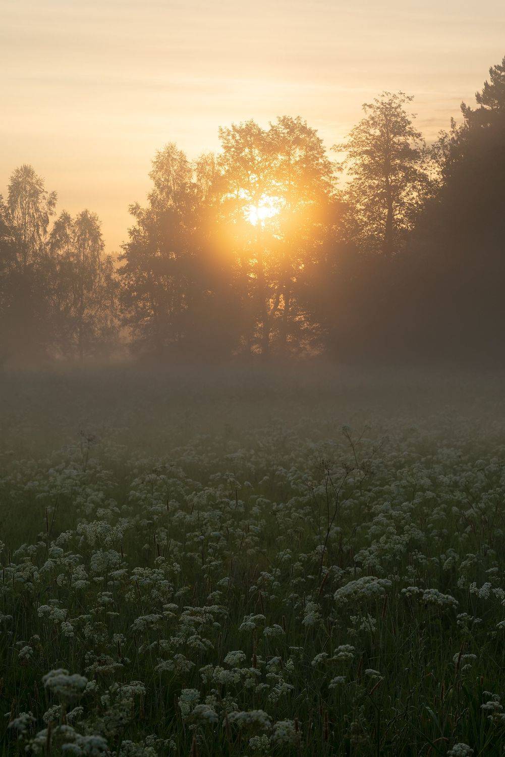 , Стрельцов Виталий