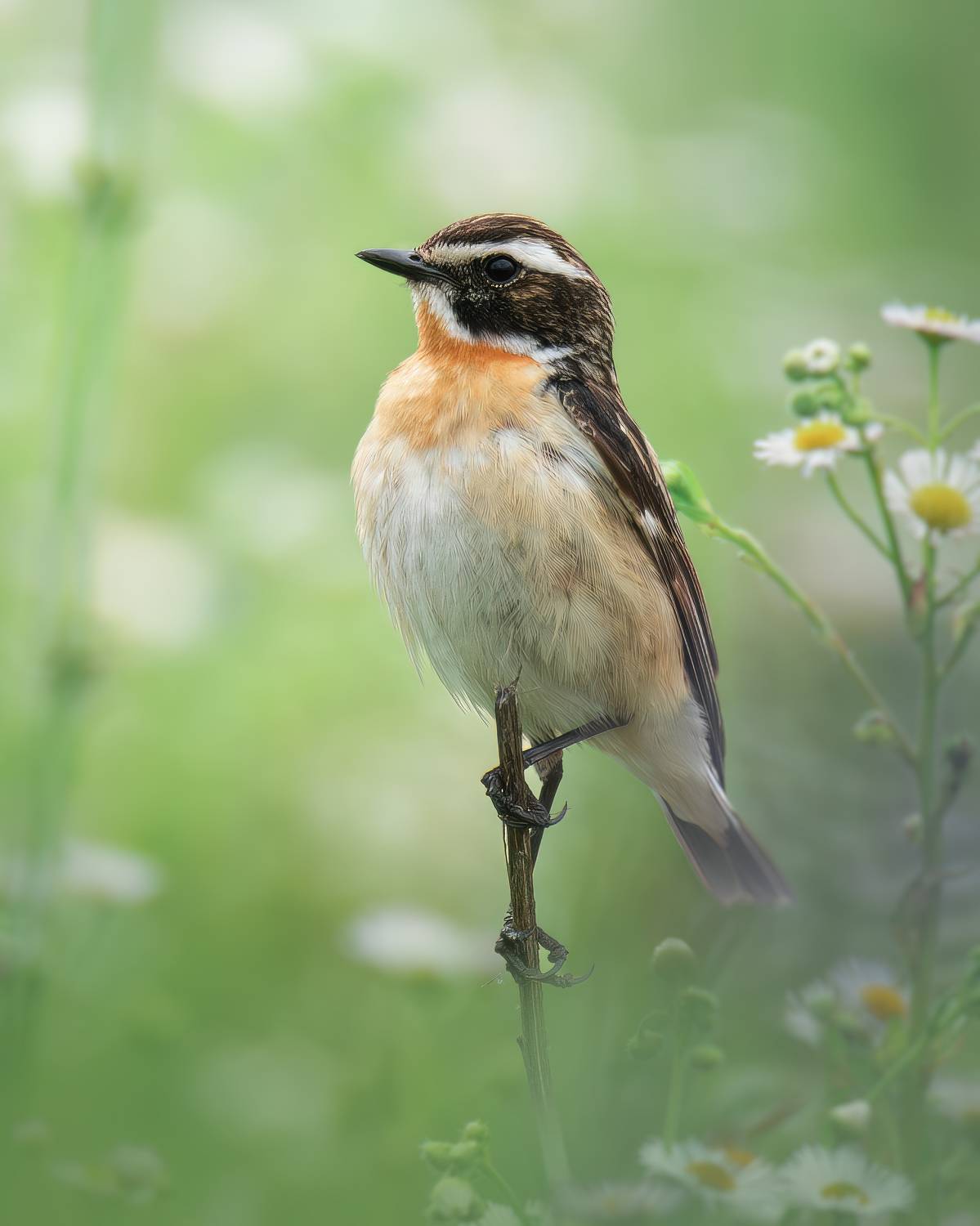 , Митин Дмитрий