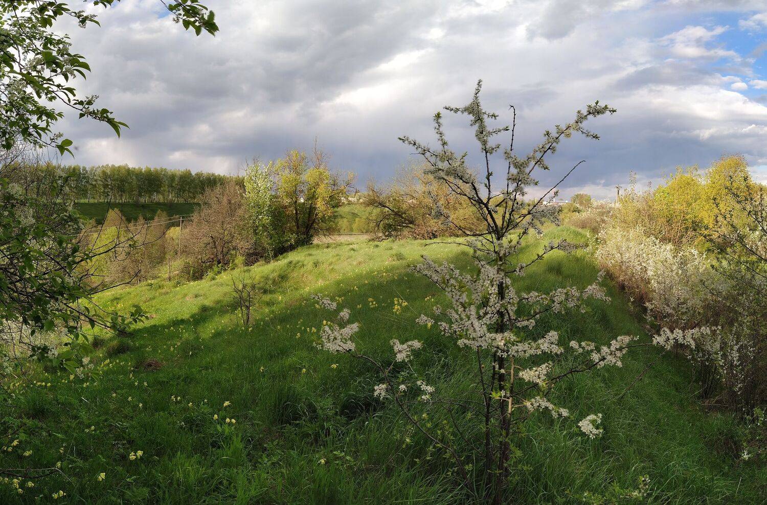 , Светлана Кондрашова