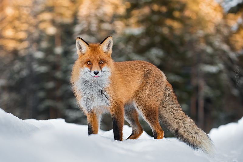 лиса а не колобок ли ты часом? фото превью