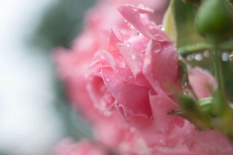 Про капельки на розах после дождя - Серия 2 фото превью