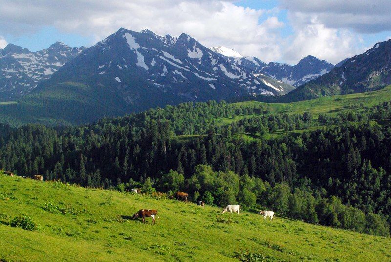 Альпийский лужок ... фото превью