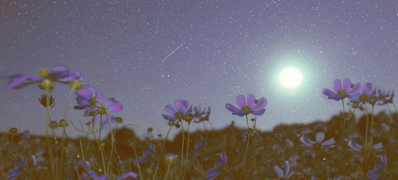 ночь,зведы,луна,цветы  фото превью