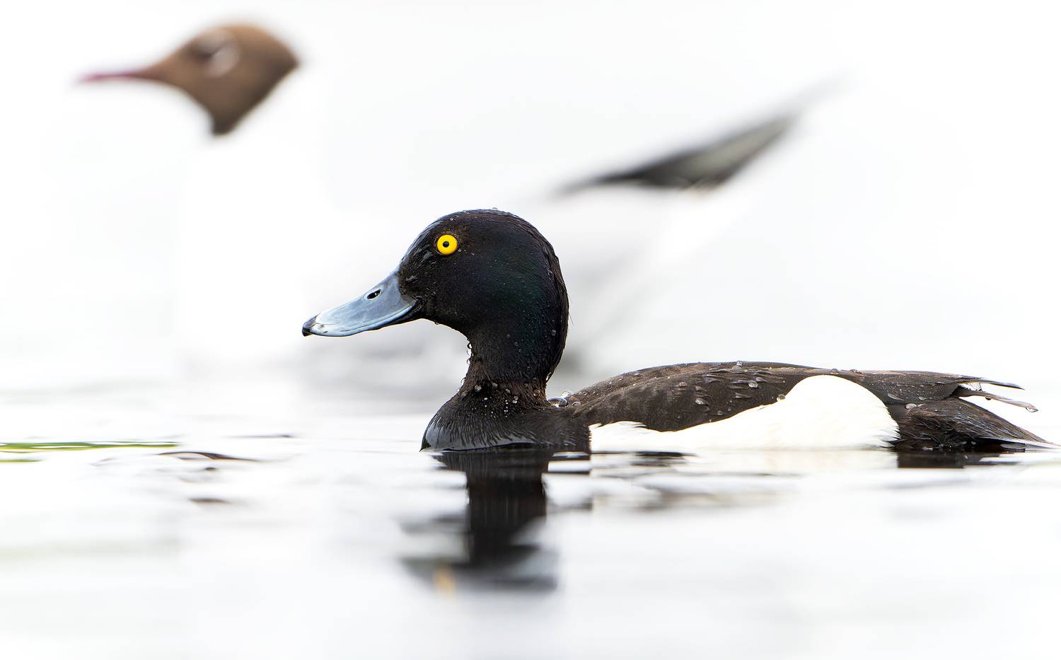 хохлатая чернеть, озерная чайка, портрет, Aythya fuligula, Chroicocephalus ridibundus, Павлов Дмитрий