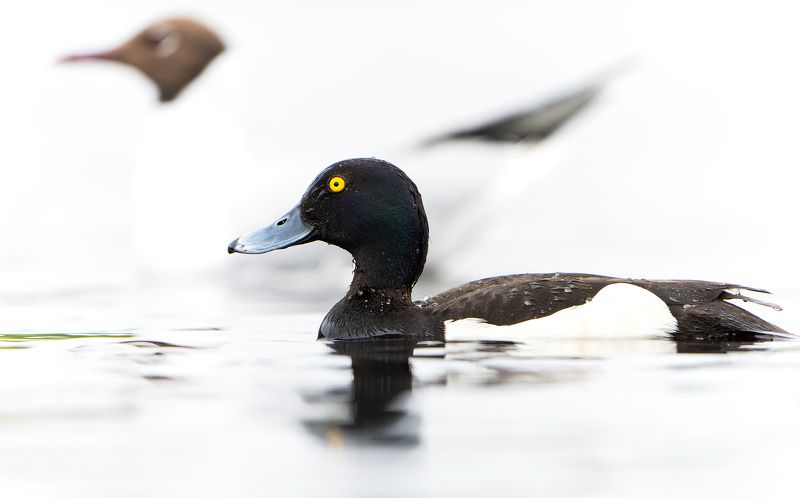 хохлатая чернеть, озерная чайка, портрет, Aythya fuligula, Chroicocephalus ridibundus Двойной профиль фото превью