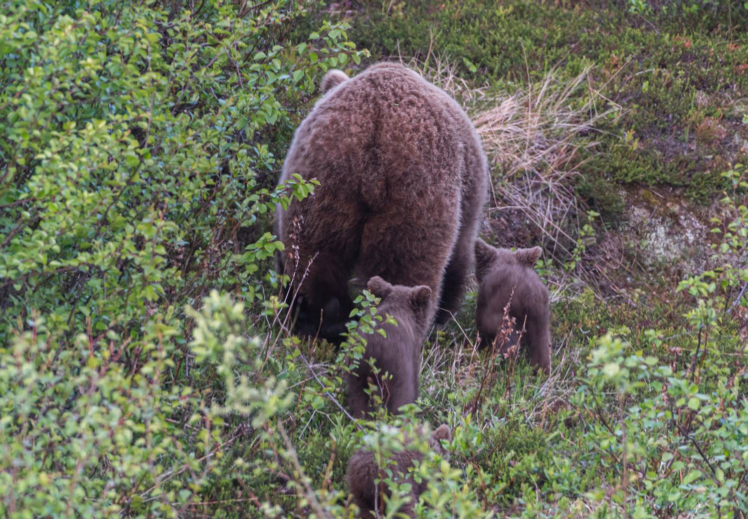 мурмаская область, териберка, бурый медведь, Савчук Сергей