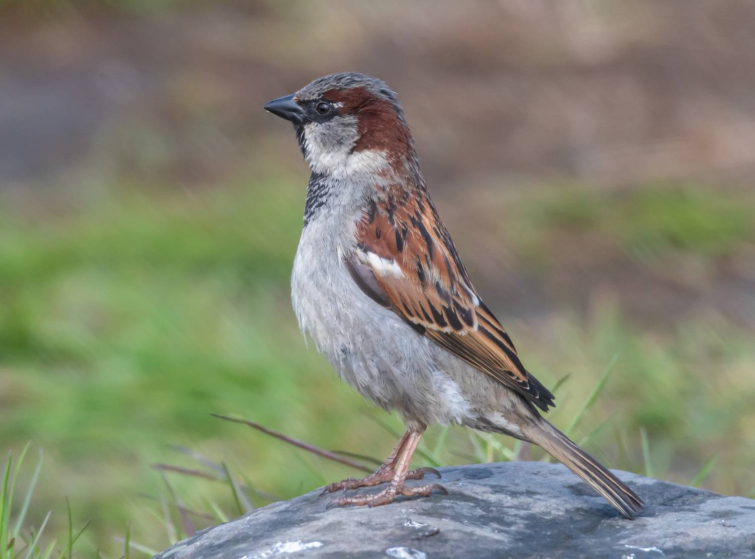 мурманск, птицы, домовый воробей, воробей, Савчук Сергей